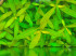 copy_479_copy_818_copy_963_copy_144_DSCN3974.jpg