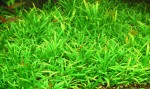 copy_513_Сагитария-подводная-Sagittaria-subulata.jpg