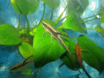 copy_53_copy_959_IMG_2723.gif