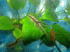 copy_53_copy_959_IMG_2723.gif