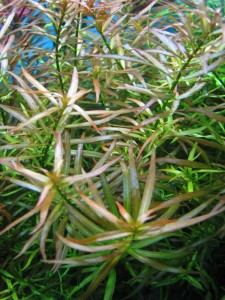copy_691_IMG_88591.jpg