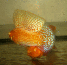 copy_907_vater1.gif