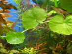 h.leucocephala1.jpg