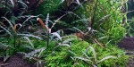 hygrophila-pinnatifida.jpeg