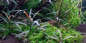 hygrophila-pinnatifida.jpeg