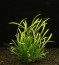 Стрелолист карликовый (Sagittaria spec).jpg