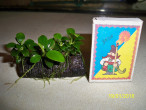 100_4930.JPG