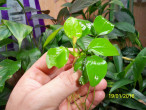 100_4932.JPG