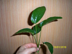 100_4935.JPG