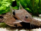 346_corydoras_caudimaculatus_159.jpg
