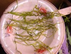 DSC01415.JPG