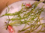DSC01416.JPG