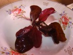 DSC01420.JPG