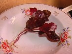 DSC01422.JPG