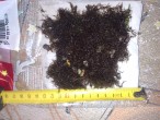 DSC_1215.jpg