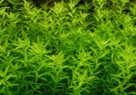 Hemianthus-micranthemoides.jpg