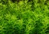 Hemianthus-micranthemoides.jpg