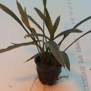 copy_787_20150109_154541.jpg