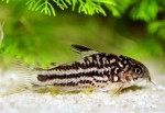corydoras_nanus.jpg