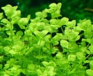 Микрантемум тенистый (Micranthemum umbrosum).jpg