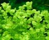 Микрантемум тенистый (Micranthemum umbrosum).jpg