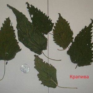 крапива.jpg