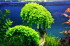 028_03_Aqua112_Hemianthus cuba_001.jpg