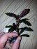 20160210_175623.jpg