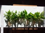 20160218_094253.jpg