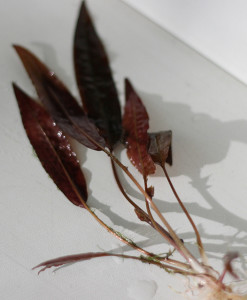 Cryptocoryne affinis Rosanerving.jpg