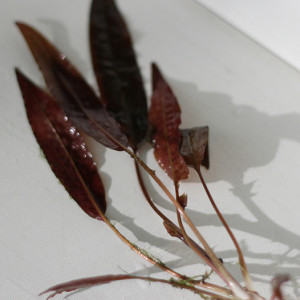 Cryptocoryne affinis Rosanerving.jpg