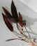 Cryptocoryne affinis Rosanerving.jpg
