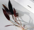 Cryptocoryne affinis Rosanerving2.jpg
