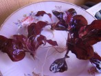 DSC01519.JPG