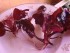 DSC01520.JPG