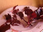 DSC01523.JPG