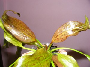 DSCF0919.JPG