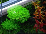 Hemianthus cuba_002.jpg