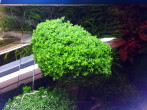 Hemianthus cuba_003.jpg