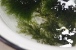 IMGP8880.JPG