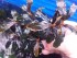 bucephalandra sp. cherish 3.jpg