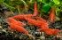 copy_20_copy_198_sakura-macro.jpg