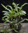 copy_603_copy_210_copy_78_copy_8_copy_347_copy_459_copy_693_pinatifida_web2.jpg