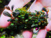 copy_902_Brownie-Phontom_2.jpg