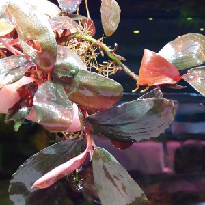 gost long leaf.jpg