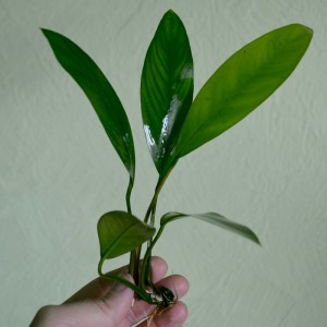 Афцели- Anubias afzelii.jpg