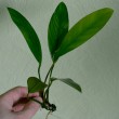 Афцели- Anubias afzelii1.jpg