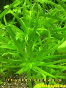 Гетерантера остролистная (Heteranthera zosterifolia).JPG