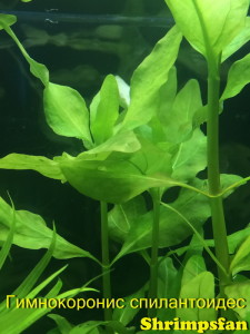 Гимнокоронис спилантоидес (Gymnocoronis spilanthoides).JPG