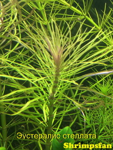 Эустералис стеллата (Eusteralis stellata).JPG